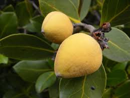 buah mangrove sebagai bahan pengawet makanan